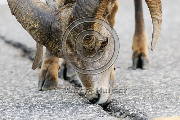 Bighorn sheep (Ovis canadensis) ram licking roadsalt, British Columbia, Canada