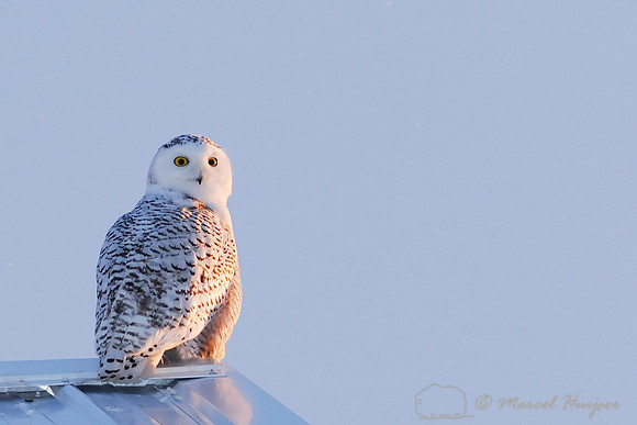 Snowy Owl (Bubo scandiacus), Montana, USA