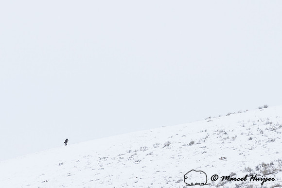 _DSC1857 Wolf (Canis lupus), Lamar Canyon Pack February 2015, Yellowstone National Park, Wyoming, USA