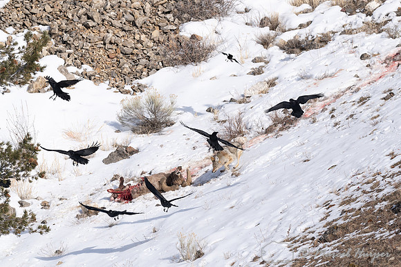 Coyote (Canis latrans), ravens and magpies on a bighorn sheep (O
