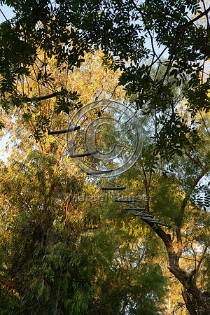 Canopy crossing for brown howler monkeys (Alouatta guariba clamitans), near Porto Alegre, Rio Grande do Sul, Brazil