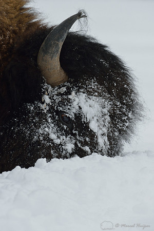 Bison (Bison bison) moving head side to side to move snow to access vegetation under the snow, Wyoming, USA