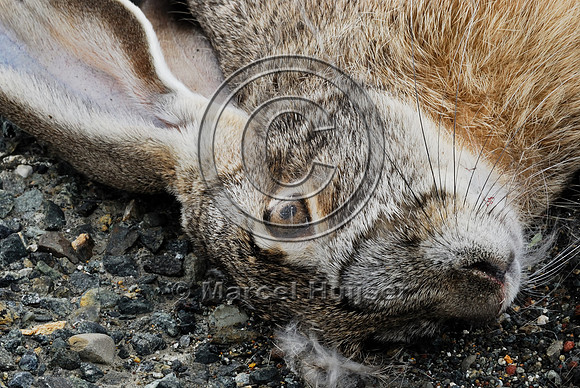 Black-tailed jackrabbit (Lepus californicus) roadkill, near Ft Jones, California, USA