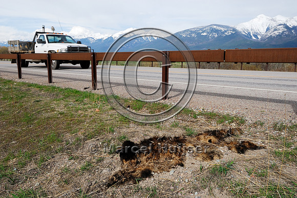 Decomposing carcass of a roadkilled black bear (Ursus americanus) cub behind a guard rail, Montana, USA