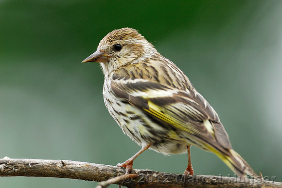 Pine siskin (Carduelis pinus), Missoula, Montana, USA