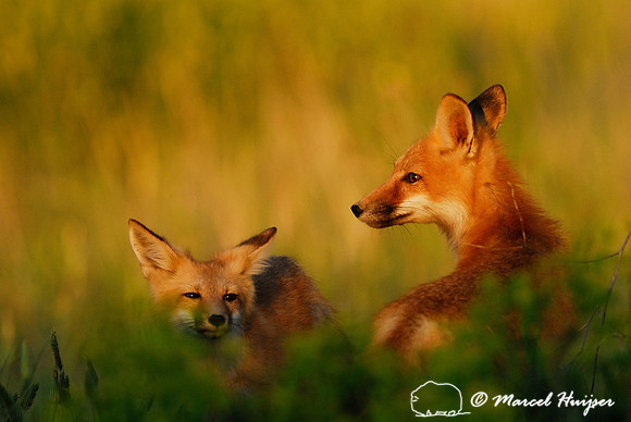 Portrait of red fox (Vulpes vulpes) kits in golden light, Montana, USA