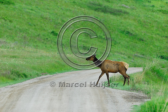 Elk (Cervus canadensis) crossing dirt road