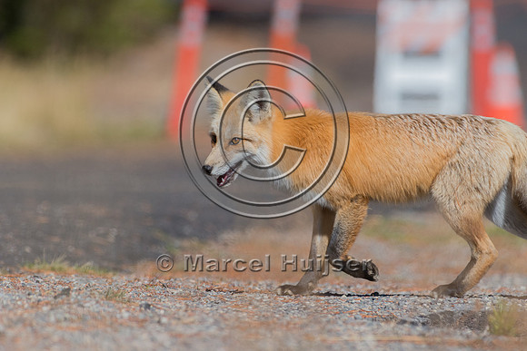 Red fox (Vulpes vulpes), Wyoming, USA