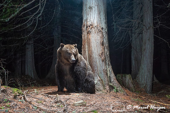 Grizzly bear (Ursus arctos horribilis) at rub tree, Montana