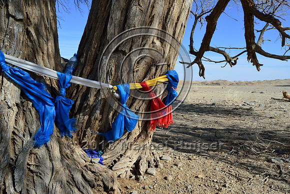 Khataks (ceremonial scarfs) wrapped around a tree, Gobi, Mongolia