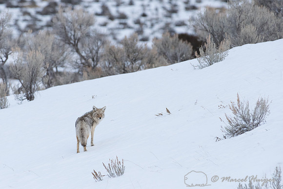 Coyote (Canis latrans) in the snow, Wyoming, USA