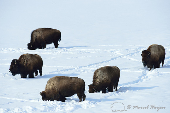Bison (Bison bison) in the snow, Wyoming, USA