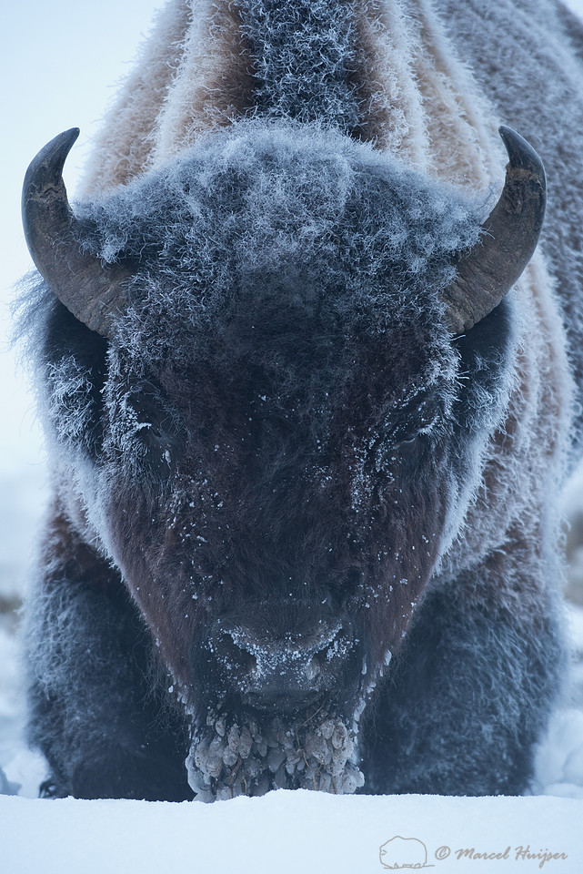 Icy Bison (Bison bison), Wyoming, USA