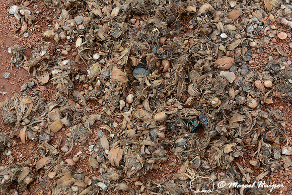 Faeces (plant and fruits, invertebrates) from maned wolf (Chrysocyon brachyurus), Parque Nacional da Serra da Canastra, Minas Gerais, Brazil