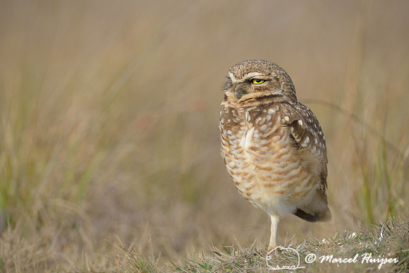 Burrowing owl (Athene cunicularia), Estação Experimental e a Estação Ecológica de Itirapina, São Paulo, Brazil