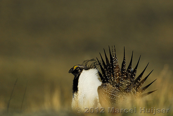 Male sage grouse (Centrocercus urophasianus) in a lek and displaying, near Bannack, Montana, USA