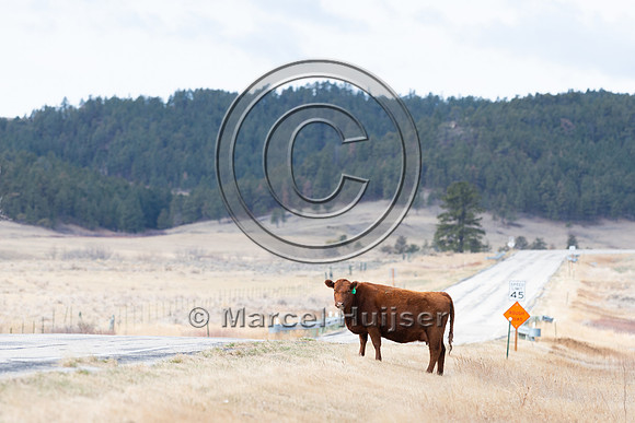 Cattle along the road, near Zortman, Montana