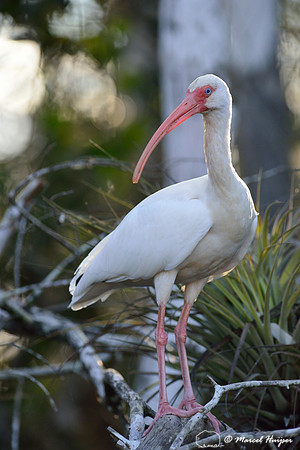 American white ibis (Eudocimus albus), Big Cypress National Preserve, Florida, USA