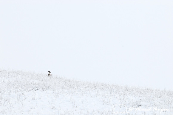 White-tailed deer (Odocoileus virginianus) in a snowy landscape, Montana.