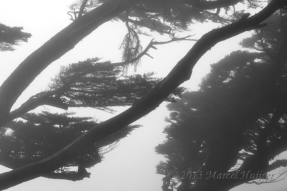 Coastal pine trees, Point Reyes National Seashore, California, USA