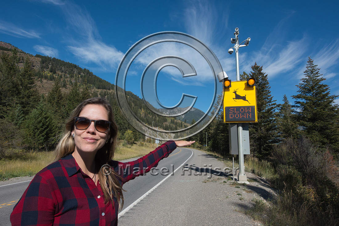 Fernanda Abra at animal detection system, east of Elko, British