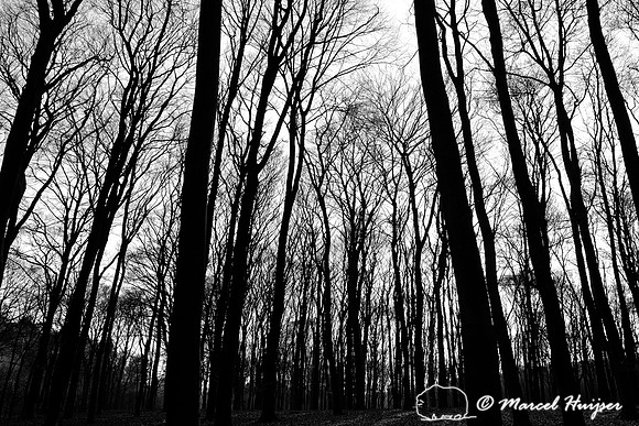 European beech (Fagus sylvatica) forest, Hoog Soeren, The Netherlands