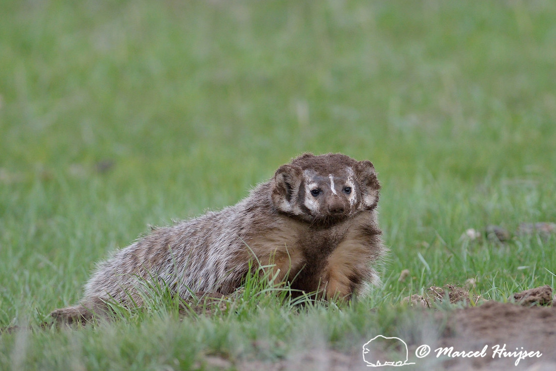 American badger (Taxidea taxus) covered in dirt after digging, Montana, USA