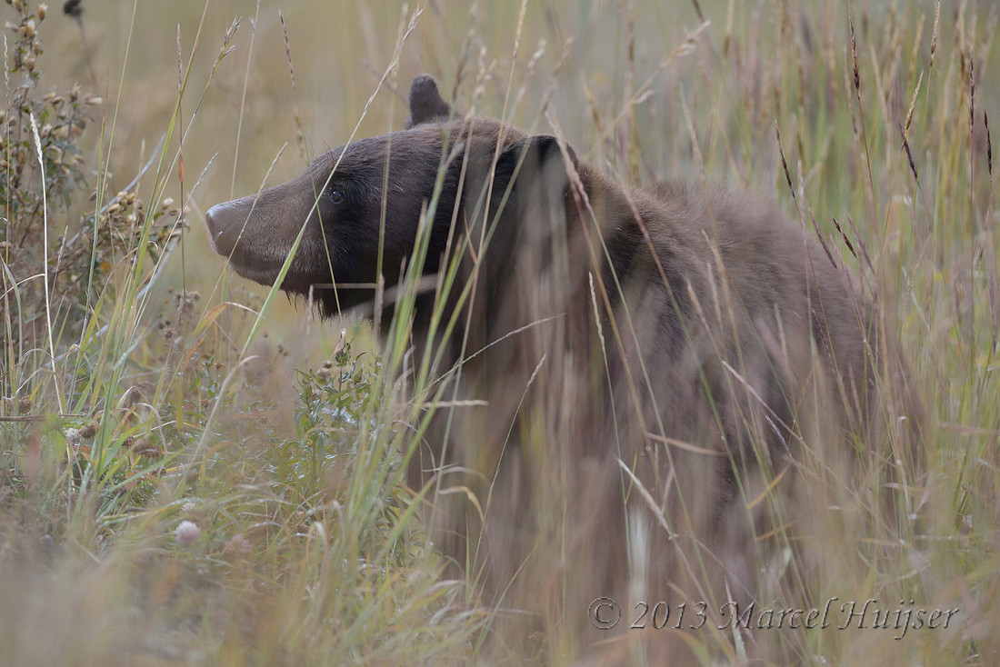 Black bear (Ursus americanus), Wyoming, USA