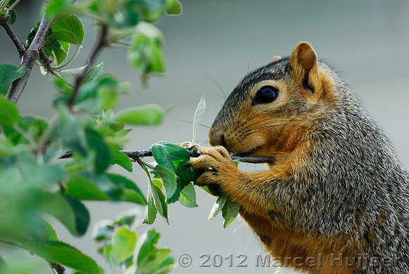 Eastern fox squirrel (Sciurus niger), Missoula, Montana, USA