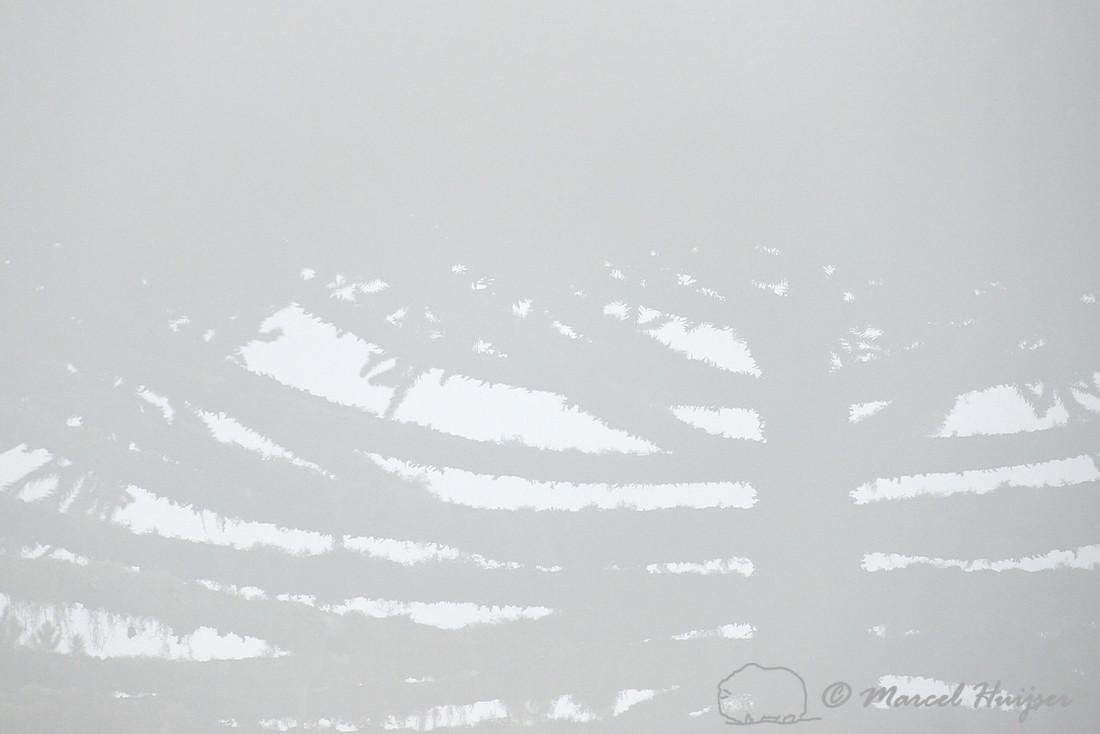 Brazilian pine (Araucaria angustifolia) in fog, Parque Nacional de Aparados da Serra, Rio Grande do Sul, Brazil