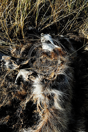 Raccoon (Procyon lotor) roadkill, Montana, USA