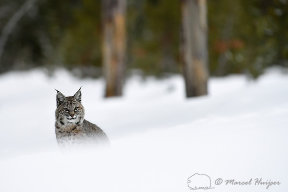 Bobcat (Lynx rufus) in the snow, Wyoming, USA