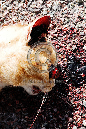 Domestic cat (Felis catus) roadkill, Montana