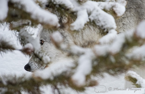 Wolf (Canis lupus) seen through tree branches in the snow, Montana, USA (captive animal)