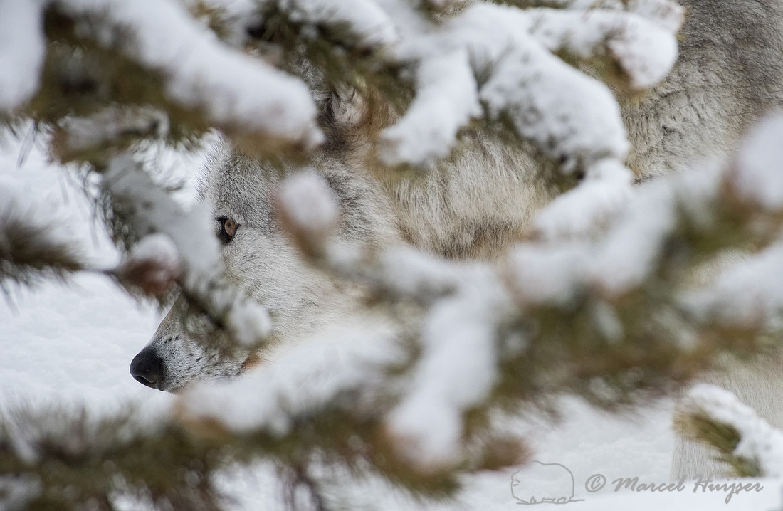 Wolf (Canis lupus) seen through tree branches in the snow, Montana, USA (captive animal)