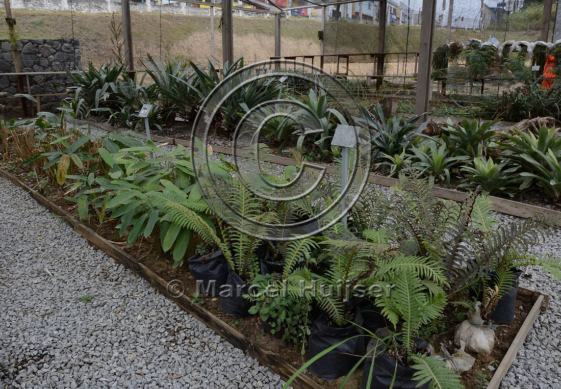 Plants, including epiphytes (e.g. ferns, orchids and bromeliad species), in a nursery at a site with construction offices and other buildings associated with the ongoing construction of the northern o