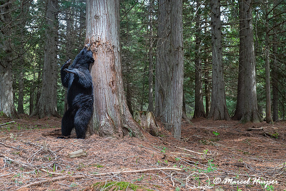 American black bear (Ursus americanus) at rub tree, Montana