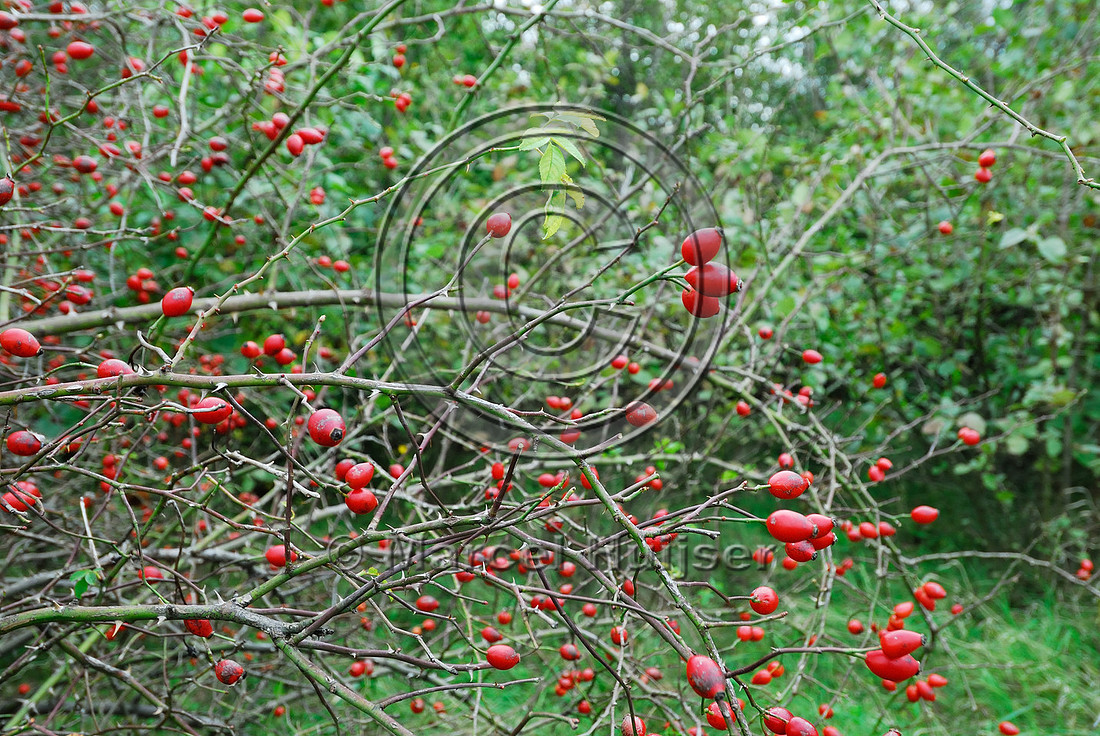 Cover and food for wildlife (rose hips) on top of multifunctional overpass (wildlife, bicyclists, pedestrians; about 100 m wide), across A4 motorway, Parndorf, Austria