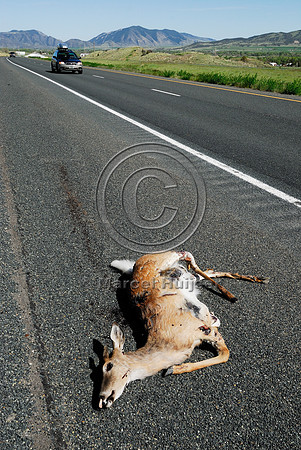White-tailed deer buck (Odocoileus virginianus) roadkill, MT