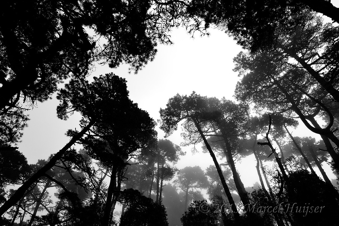 Bishop pine ( Pinus muricata) forest, Point Reyes National Seashore, California, USA