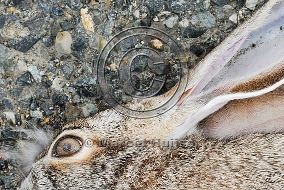 Black-tailed jackrabbit (Lepus californicus) roadkill, near Ft Jones, California, USA