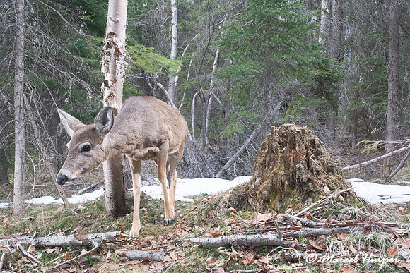 White-tailed deer (Odocoileus virginianus), Montana