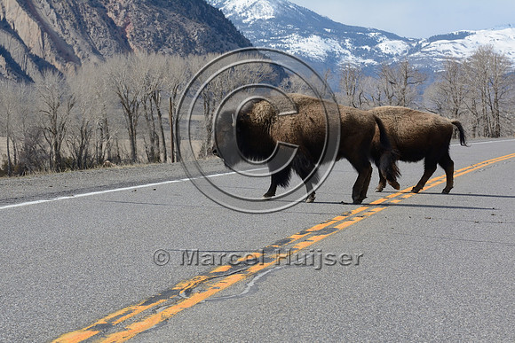 Bison (Bison bison) crossing the road, US Hwy 89, north of Gardiner, Montana, USA