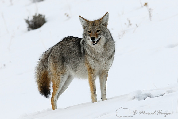 Coyote (Canis latrans), Wyoming, USA