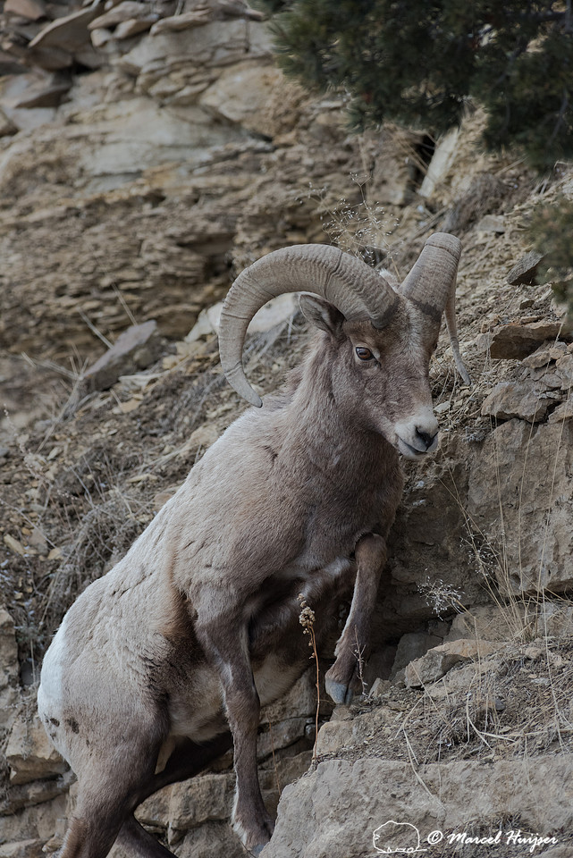 Bighorn sheep ram (Ovis canadensis) jumping on cliff, Wyoming, U