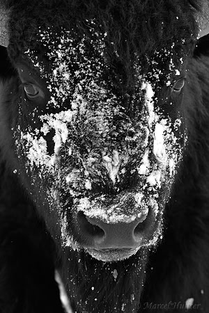Bison (Bison bison) moving head side to side to move snow to access vegetation under the snow, Wyoming, USA