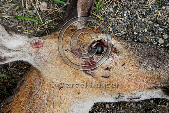 White-tailed deer (Odocoileus virginianus) doe roadkill, AB