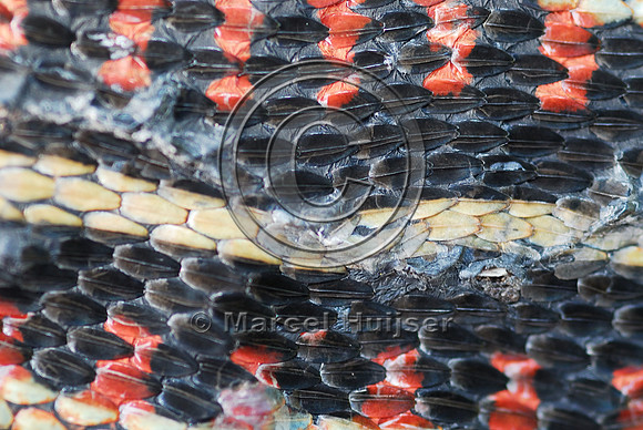 Common gartersnake (Thamnophis sirtalis) roadkill, MT
