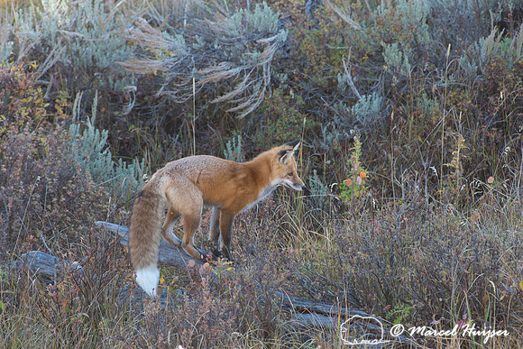 Red fox (Vulpes vulpes), Wyoming, USA