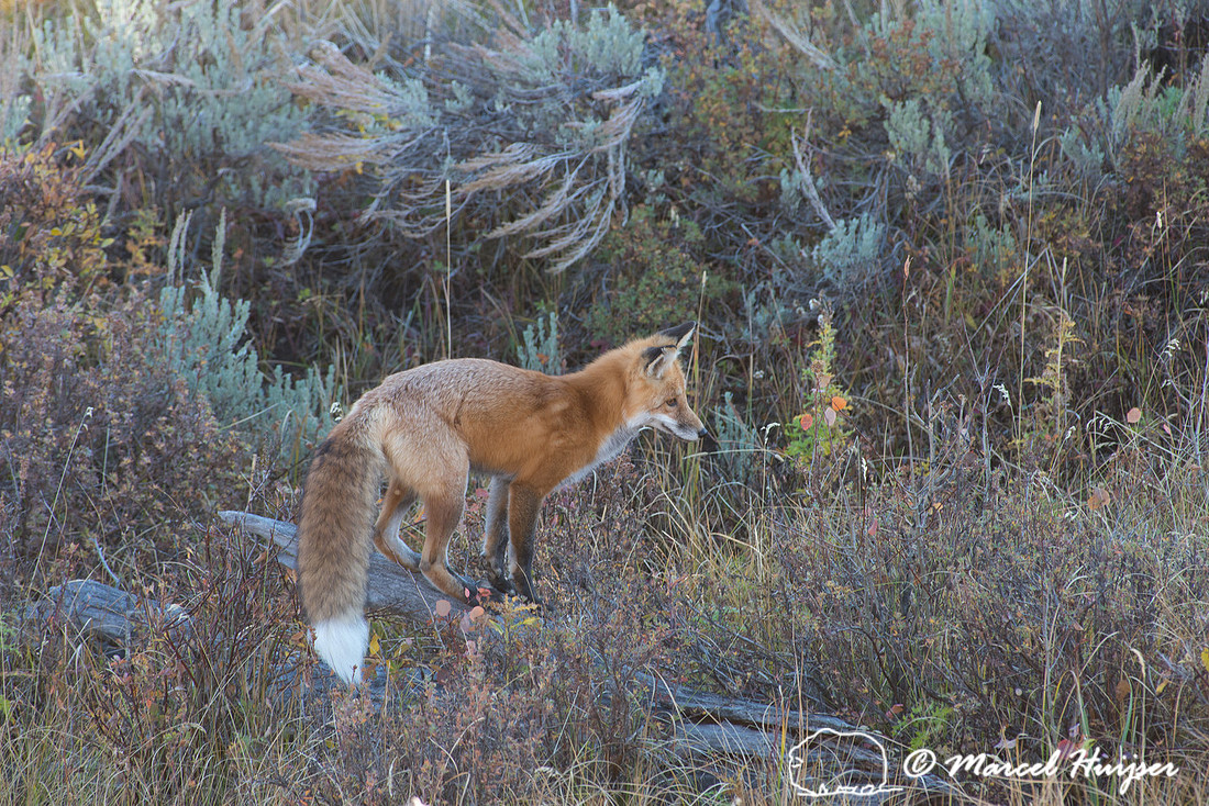 Red fox (Vulpes vulpes), Wyoming, USA